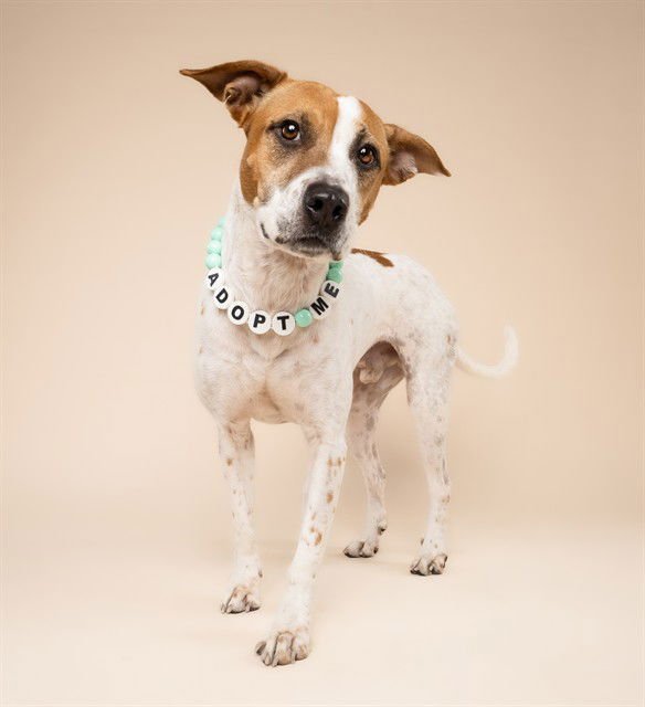 BEN - Terrier available for adoption