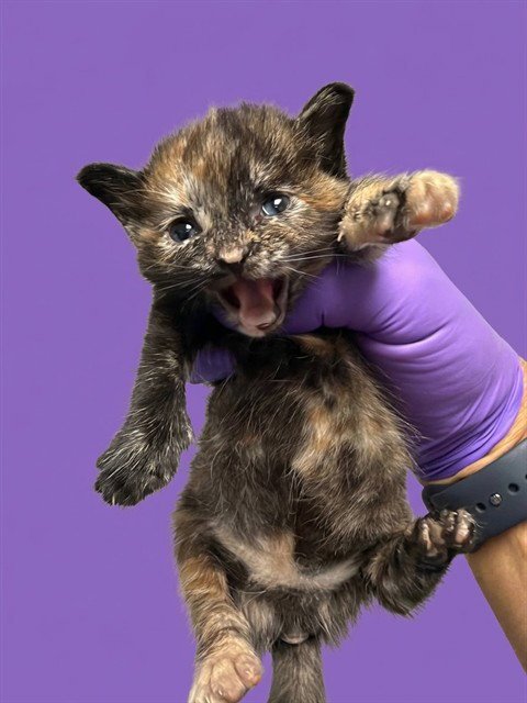 LILLY - Domestic Short Hair available for adoption