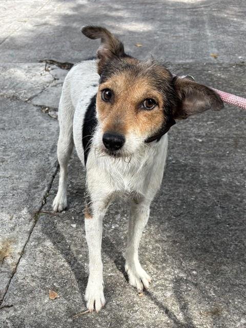 PEACHES - Parson Russell Terrier available for adoption