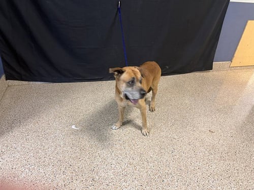 ACE - Boxer available for adoption