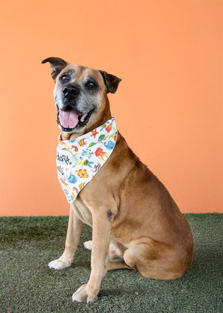 ACE - Boxer available for adoption