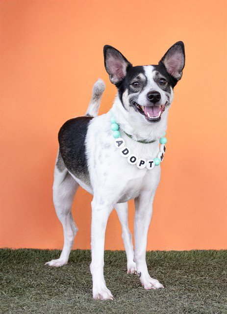 TANGO - Rat Terrier available for adoption