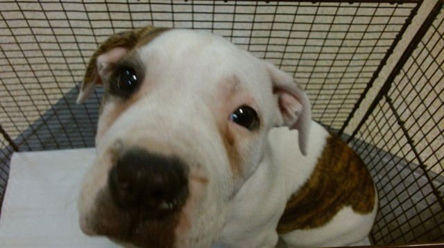 CHIKA - American Bulldog available for adoption