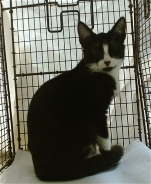WEDNESDAY - Domestic Short Hair available for adoption