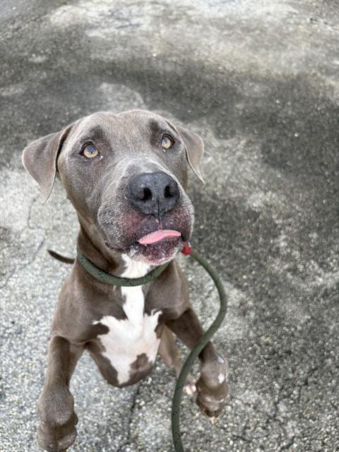 BLAKE - American Bulldog available for adoption