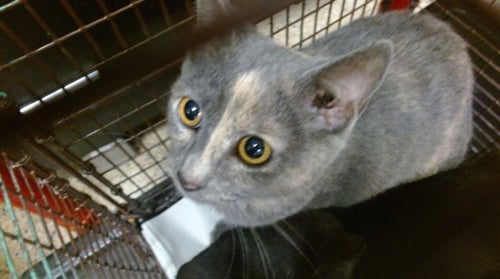 SANDY - Domestic Short Hair available for adoption