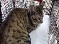 SIMBA - Photo 1