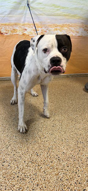 TUCKER - American Bulldog available for adoption