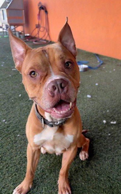 KING - Pit Bull Terrier available for adoption