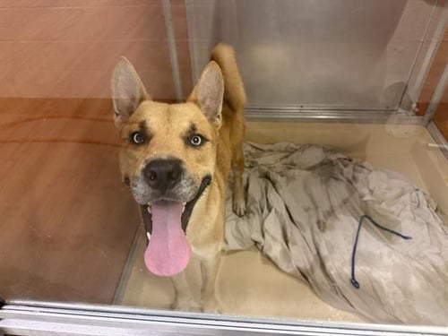 BUDDY - German Shepherd Dog / Siberian Husky available for adoption