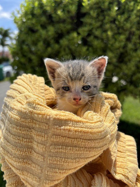 PEARL - Domestic Short Hair available for adoption