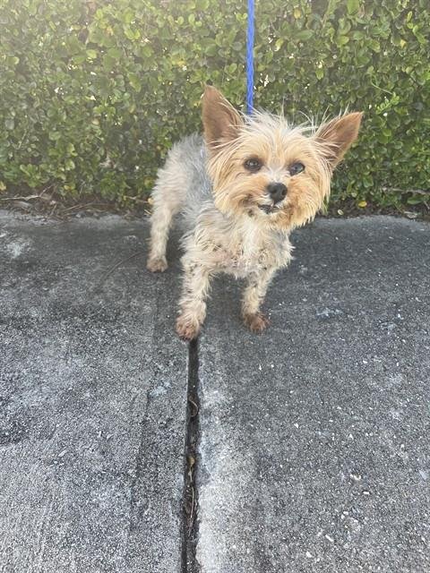 PHEOBE - Yorkshire Terrier Yorkie available for adoption