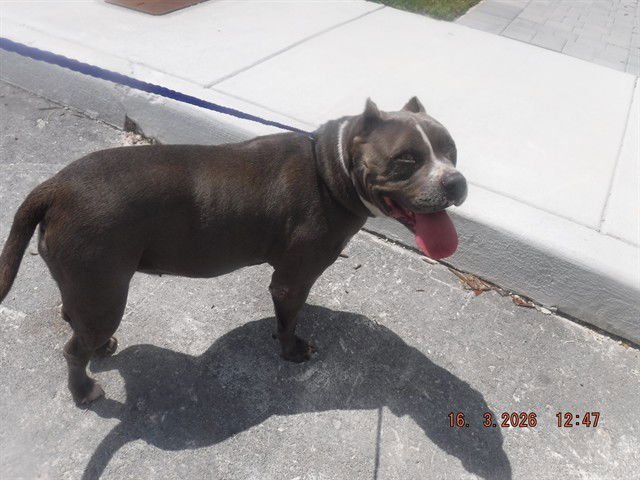 JAYLA - Terrier available for adoption