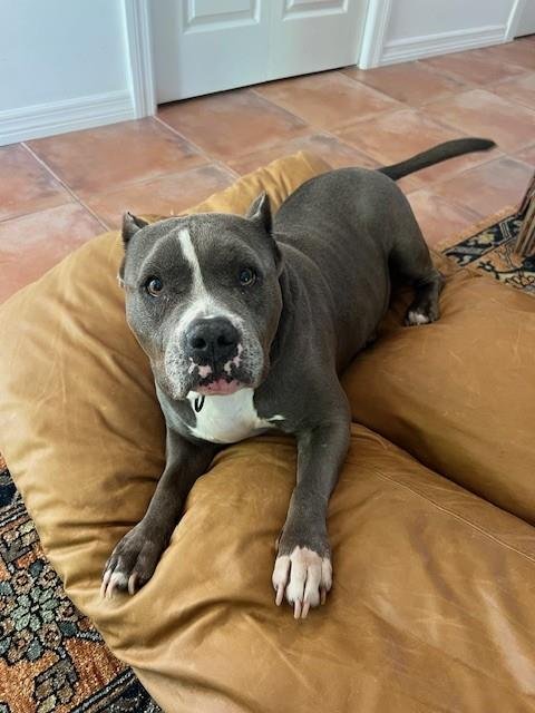 JAYLA - Terrier for adoption in Miami