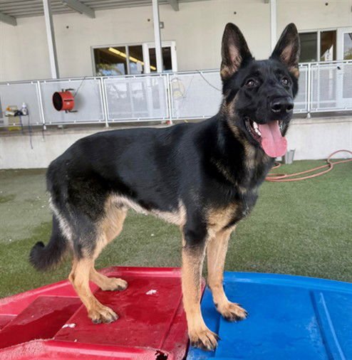 BUTCH - German Shepherd Dog available for adoption
