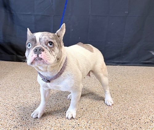 ATHENA - French Bulldog available for adoption