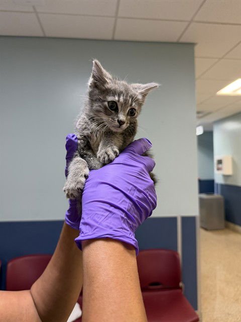 SYRUP - Domestic Short Hair available for adoption