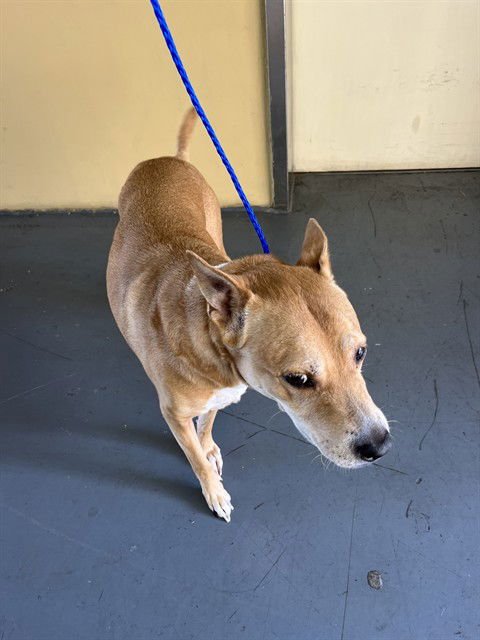 LADY - German Shepherd Dog available for adoption