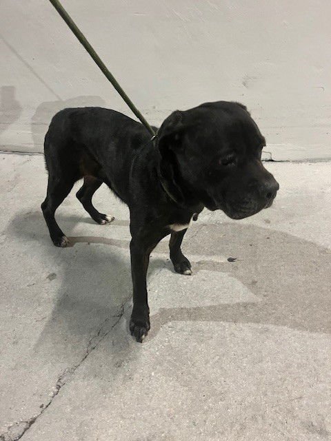 BAILY - Cane Corso Mastiff available for adoption