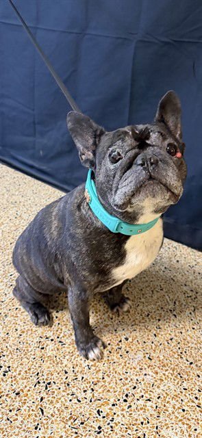 SKY - French Bulldog available for adoption