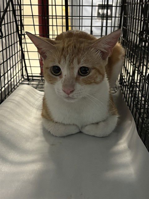 BISCUIT - Domestic Short Hair available for adoption