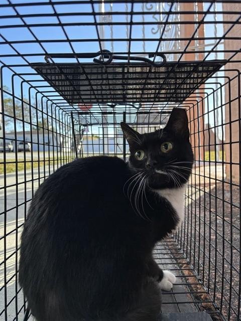 OXY - Domestic Short Hair available for adoption