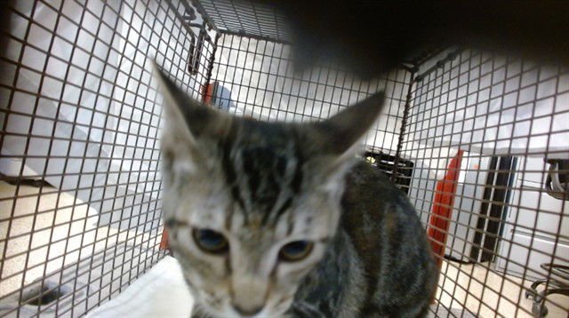 TITA - Domestic Short Hair available for adoption