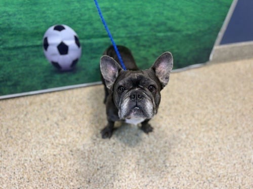 DRAKE - French Bulldog available for adoption