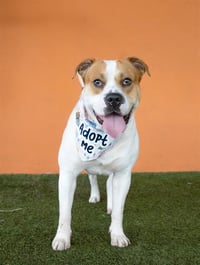 BENNY - Photo 1
