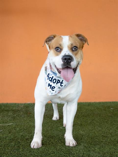 BENNY - American Bulldog for adoption in Hialeah