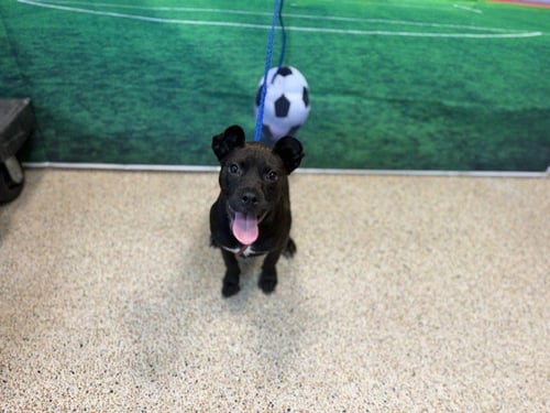 BELLA - Labrador Retriever available for adoption