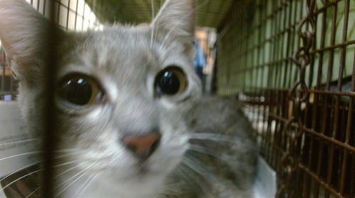 KEILAH - Domestic Short Hair available for adoption