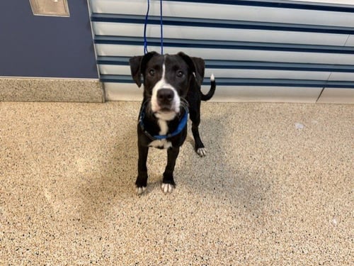 ROLY - Labrador Retriever available for adoption