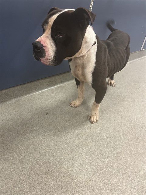 NICO - American Bulldog available for adoption