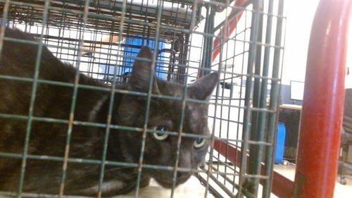 JOE - Domestic Short Hair available for adoption