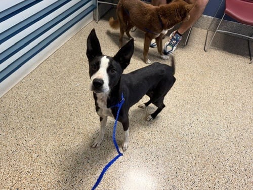 AMARIS - Labrador Retriever / American Bulldog available for adoption