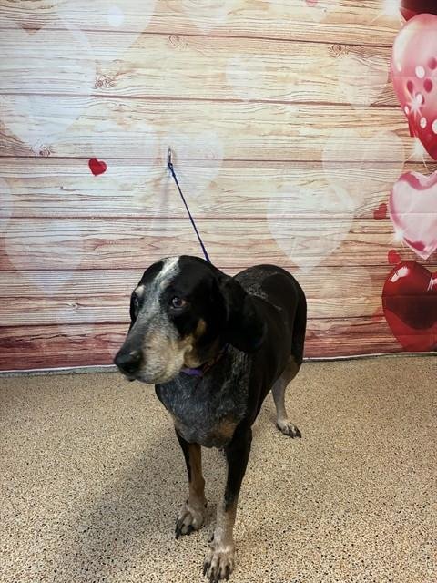 ANABELLE - Bloodhound available for adoption