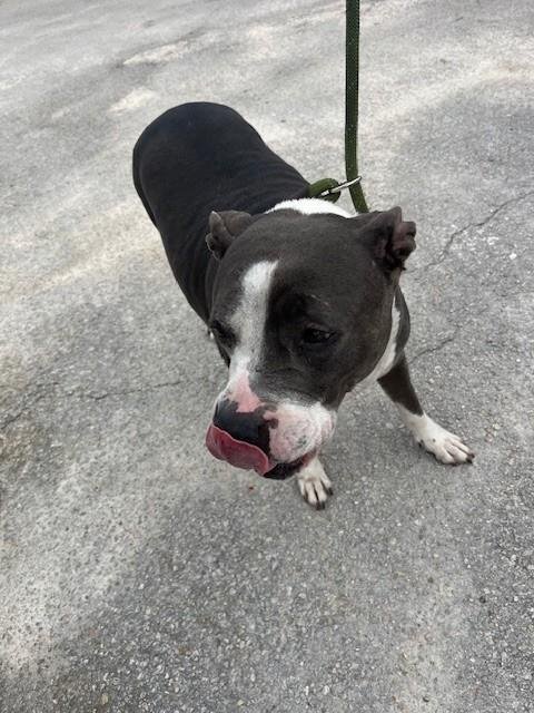 EMMA - American Pit Bull Terrier available for adoption