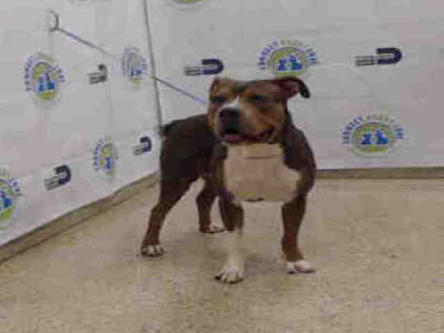 BUTCH BROWN - American Bulldog available for adoption