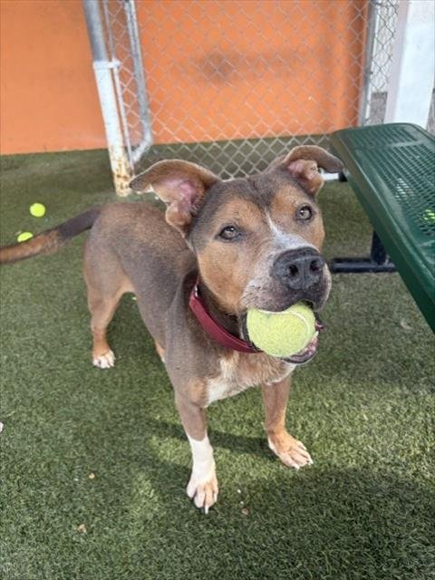 BUTCH BROWN - American Bulldog for adoption in Miami