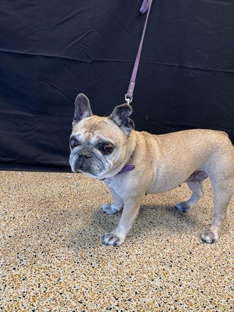 NATA - French Bulldog available for adoption