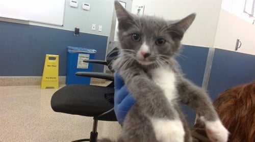 BBQ - Domestic Short Hair available for adoption