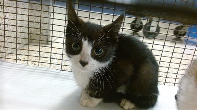 TUXEDOMASK - Domestic Short Hair available for adoption