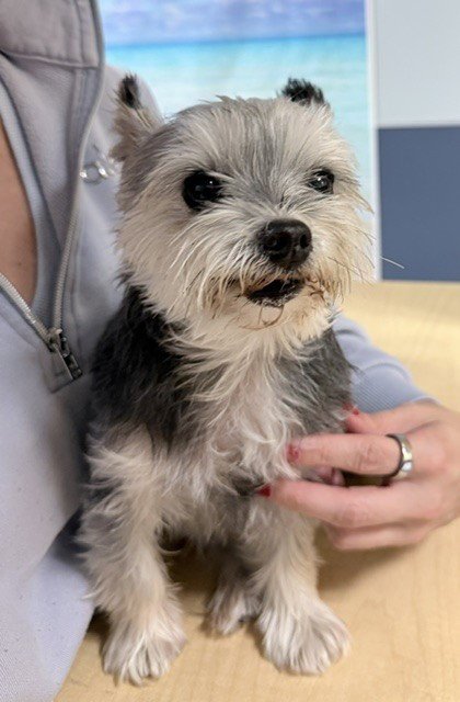 EMMA - Yorkshire Terrier Yorkie available for adoption