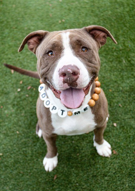 TAZ - Pit Bull Terrier available for adoption
