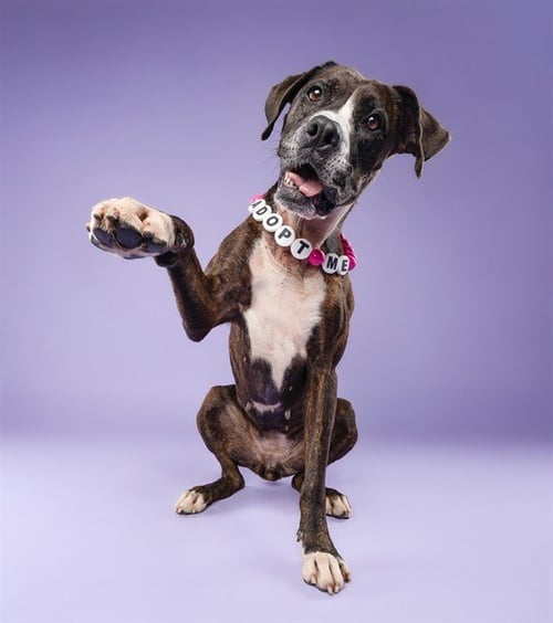 NORA - American Bulldog available for adoption