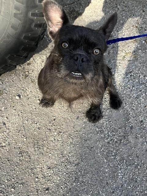 CARLOS - French Bulldog available for adoption