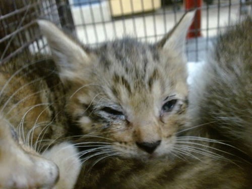 IKE - Domestic Short Hair available for adoption
