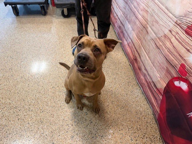 BENNY - Labrador Retriever available for adoption