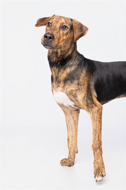 BODHI - Plott Hound available for adoption